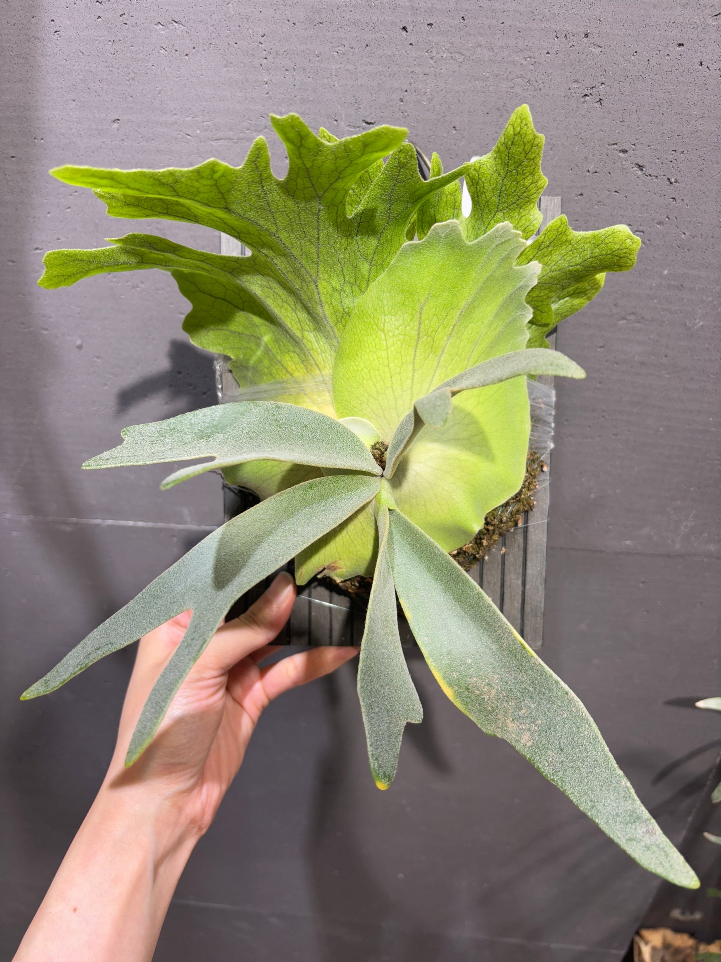 P. Igdrasill x Whirlwind