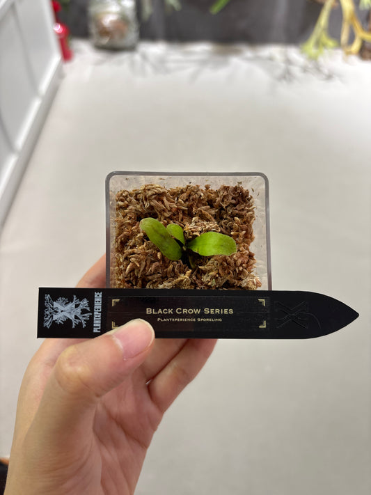 香港本土孢子苗 Black Crow Series Plantxperience Sporeling