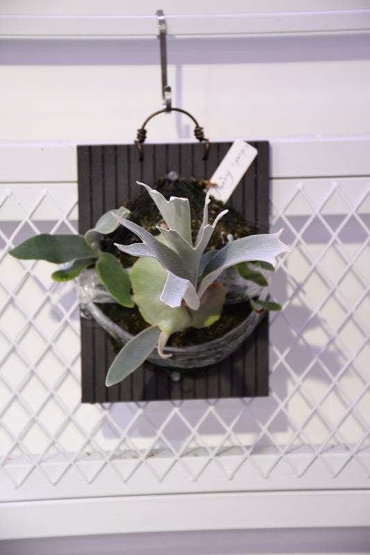 P. Fairy (PN Garden) pup only 只出售圖3-4側芽