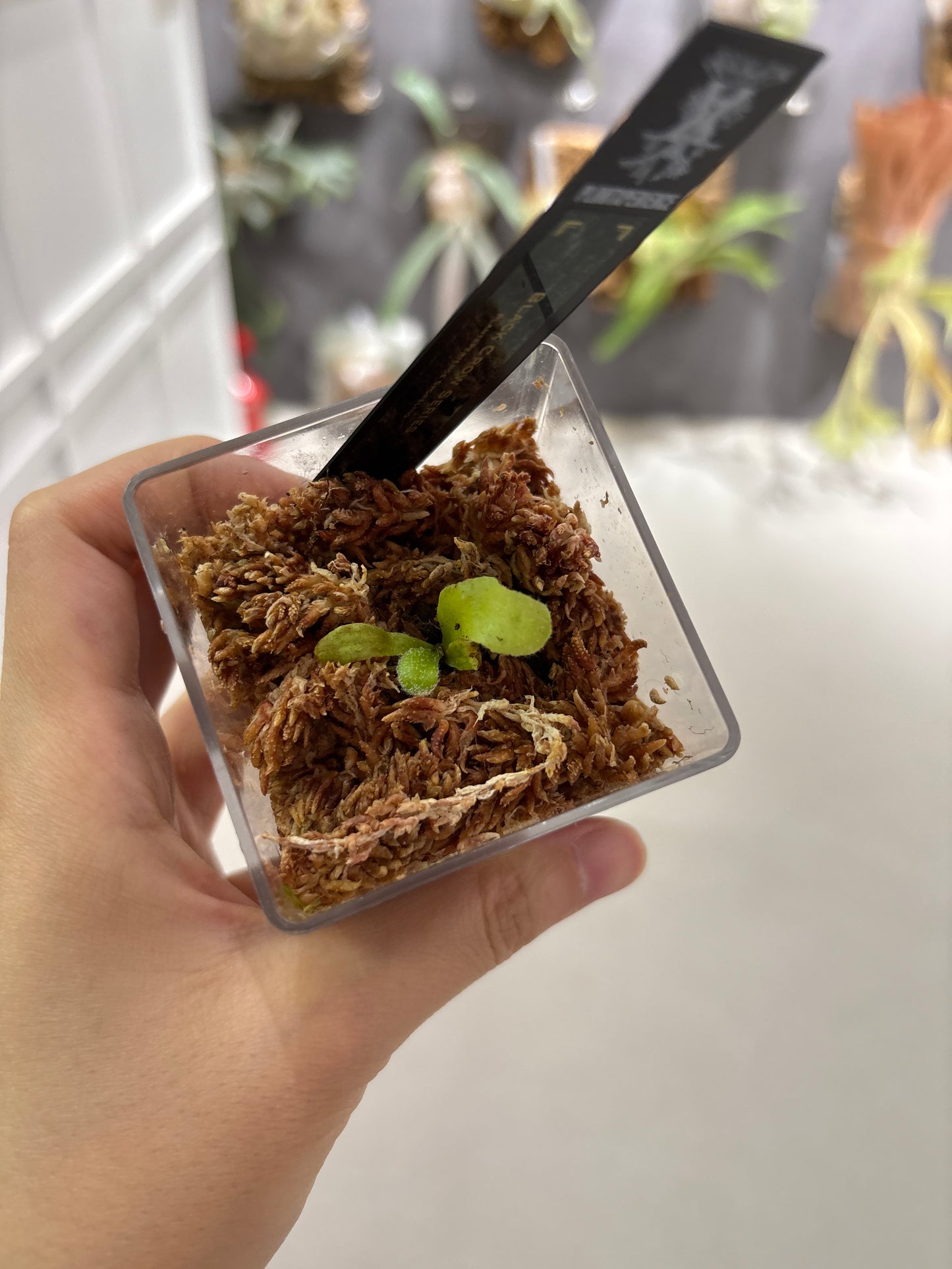 香港本土孢子苗 Black Crow Series Plantxperience Sporeling