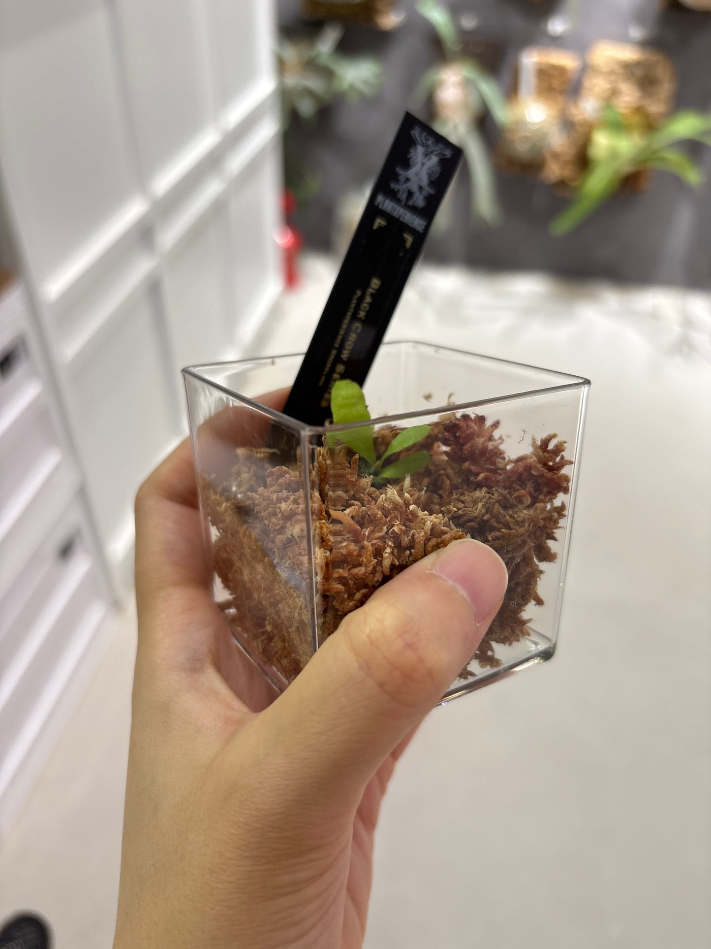 香港本土孢子苗 Black Crow Series Plantxperience Sporeling