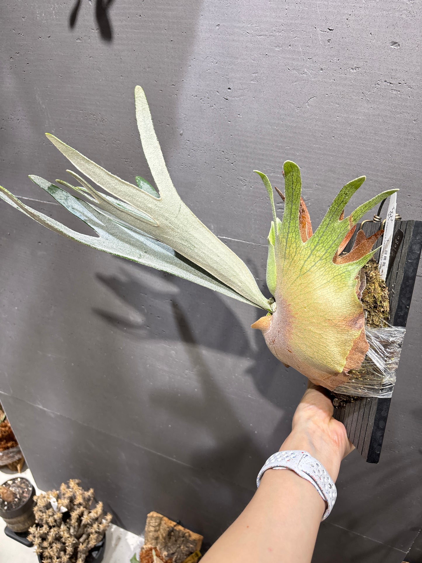 P. Pegasu x P. Pewchan 12th oasis sporeling