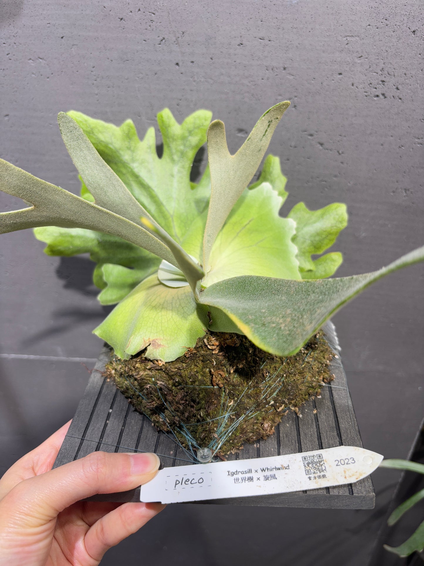 P. Igdrasill x Whirlwind