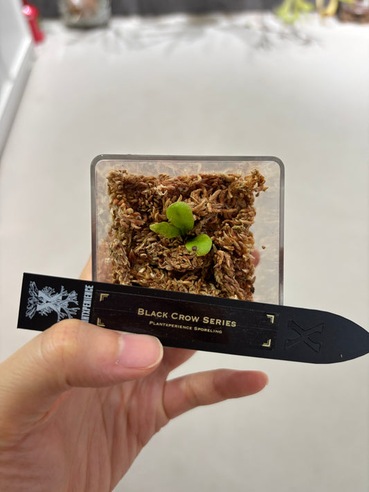 香港本土孢子苗 Black Crow Series Plantxperience Sporeling