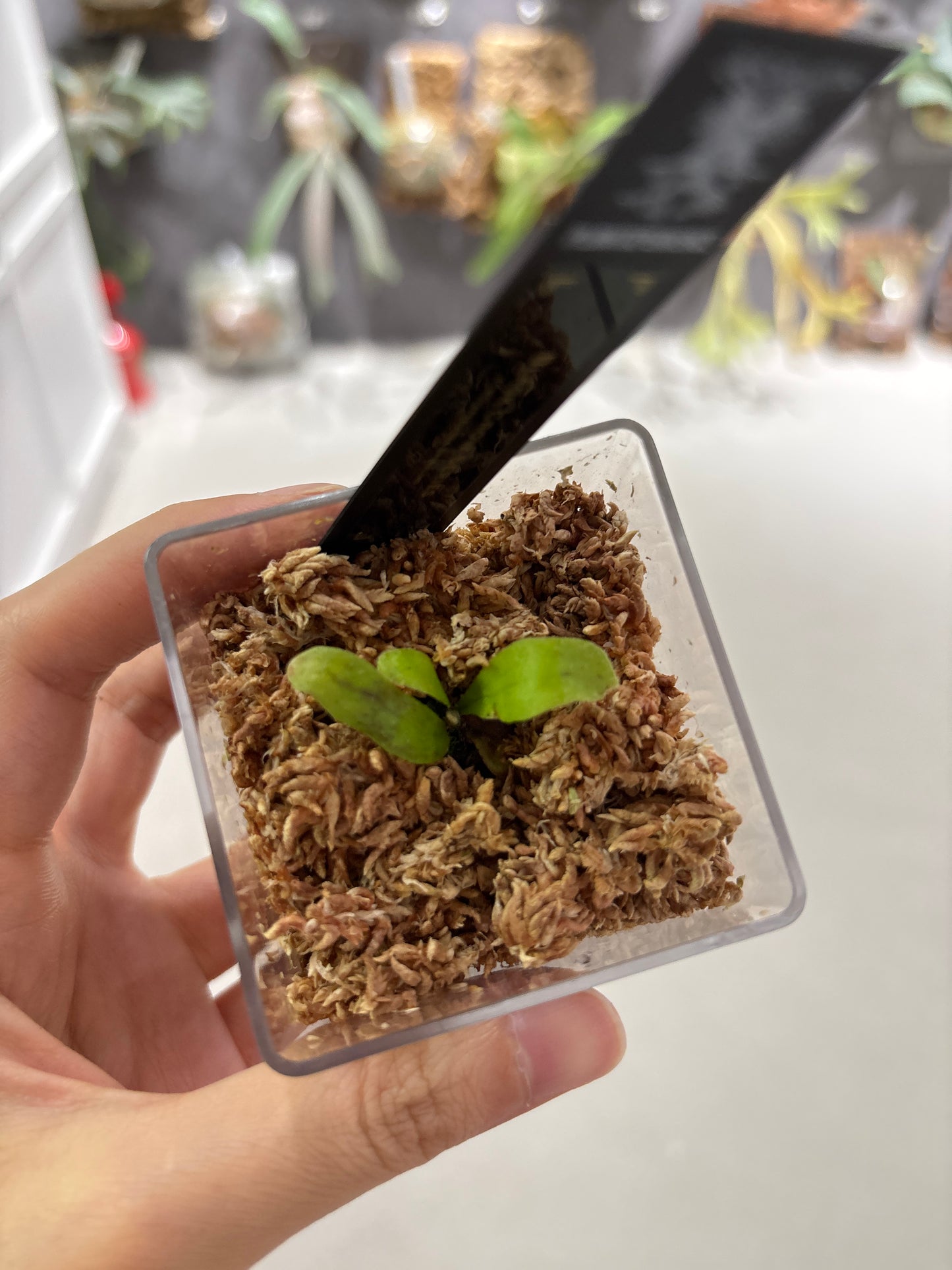 香港本土孢子苗 Black Crow Series Plantxperience Sporeling