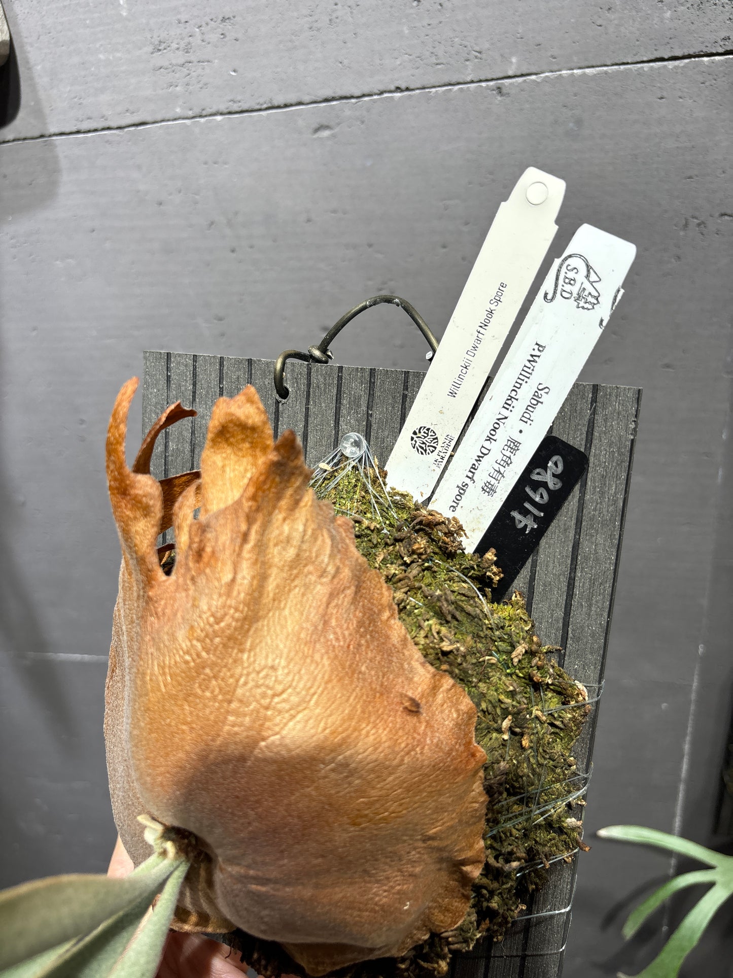 爪哇鹿角蕨 P. willinckii Dwarf Nook spore