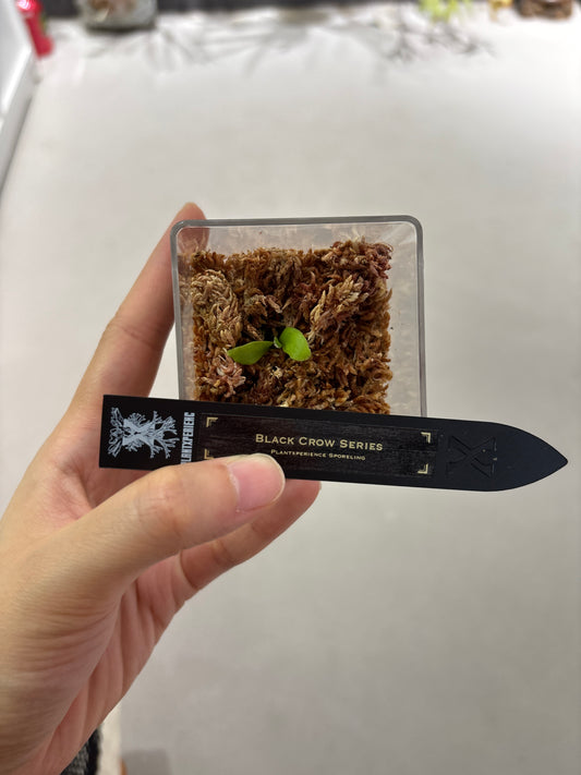香港本土孢子苗 Black Crow Series Plantxperience Sporeling