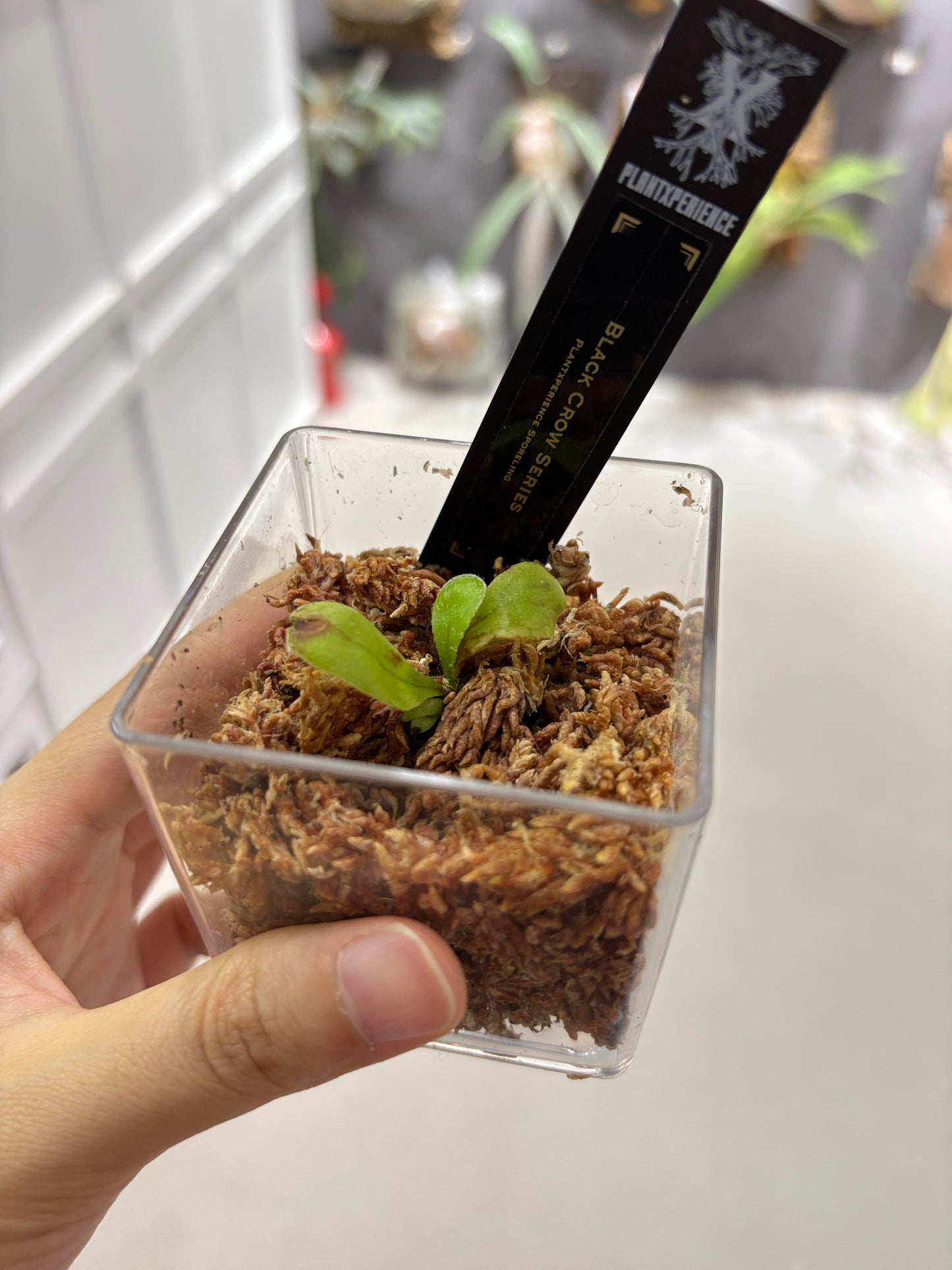 香港本土孢子苗 Black Crow Series Plantxperience Sporeling
