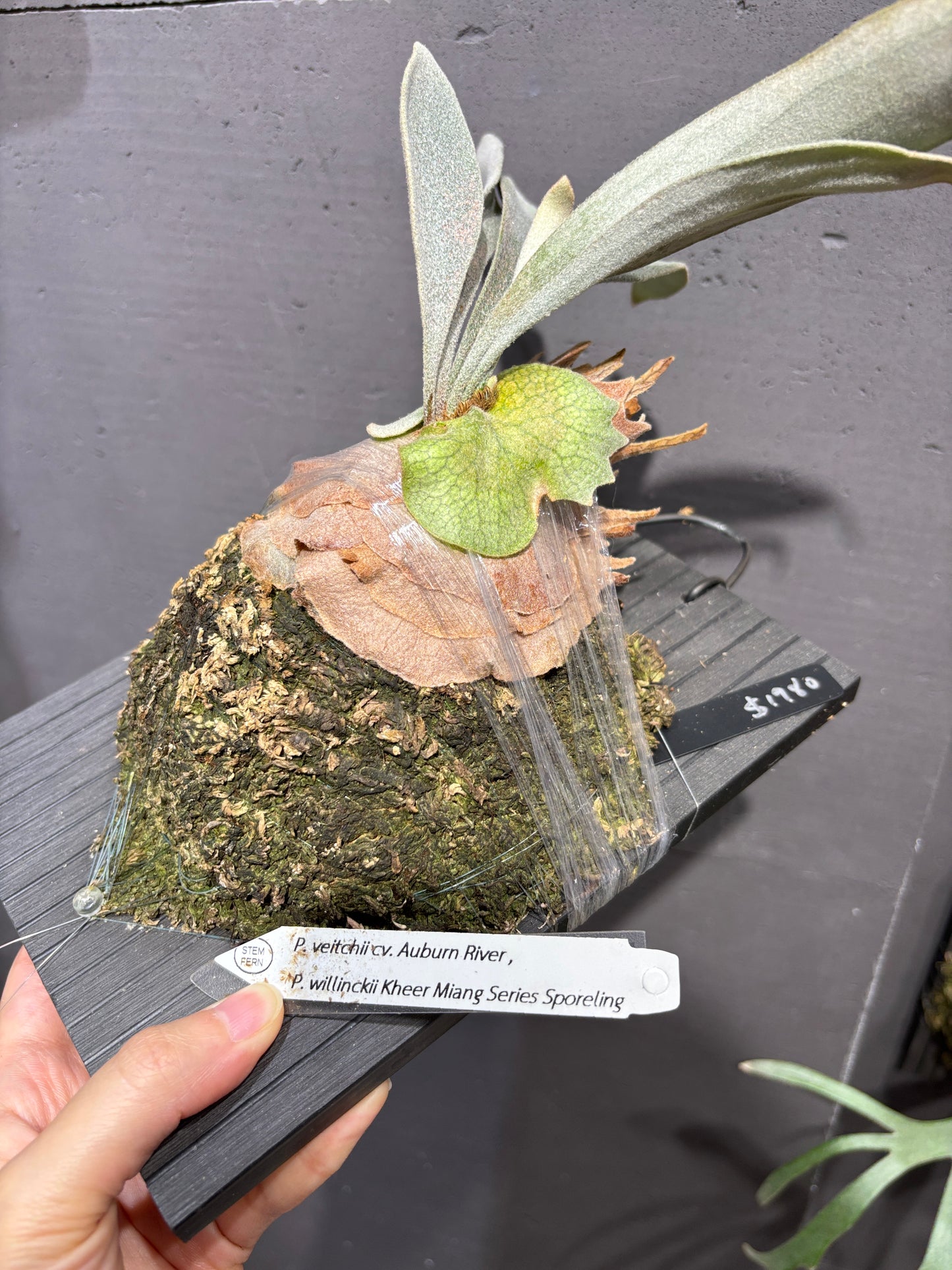 P. Veitchii cv. Auburn River, P. willinckii Kheer Miang Series Sporeling