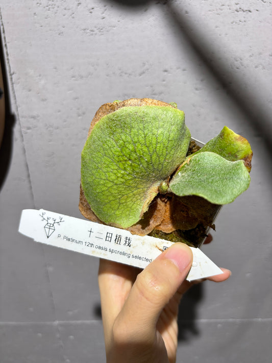 十二田孢子苗 P. Plantinum 12th oasis sporeling selected