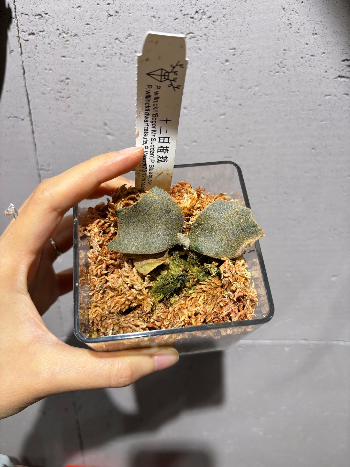 十二田孢子苗 P.willinckii ‘Bogor Mr. Suddan’, P. Blue queen, P.willinckii dwarf tatsuta, P.Woot#75 12th oasis sporeling