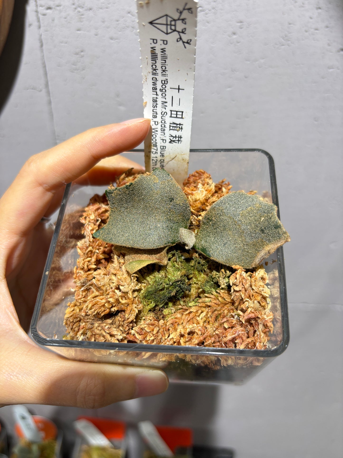 十二田孢子苗 P.willinckii ‘Bogor Mr. Suddan’, P. Blue queen, P.willinckii dwarf tatsuta, P.Woot#75 12th oasis sporeling
