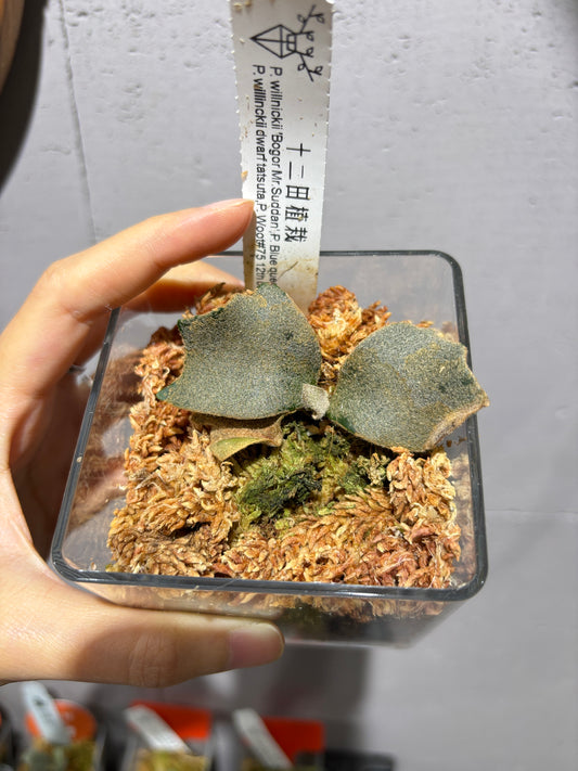 十二田孢子苗 P.willinckii ‘Bogor Mr. Suddan’, P. Blue queen, P.willinckii dwarf tatsuta, P.Woot#75 12th oasis sporeling