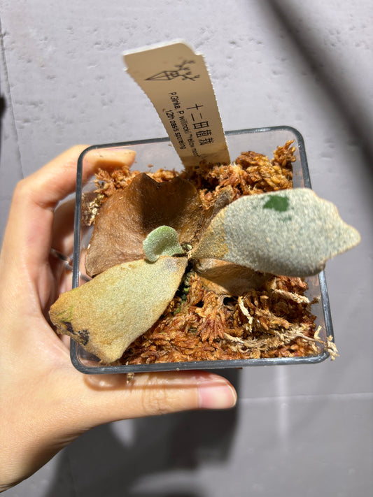 十二田孢子苗 P.Ginka, P.willinckii “Yellow moon” 12th oasis sporeling