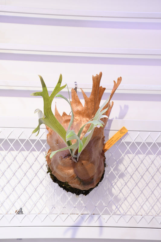 P. Scoldfield Tatsuta x Kin Naree sporeling (ILF)