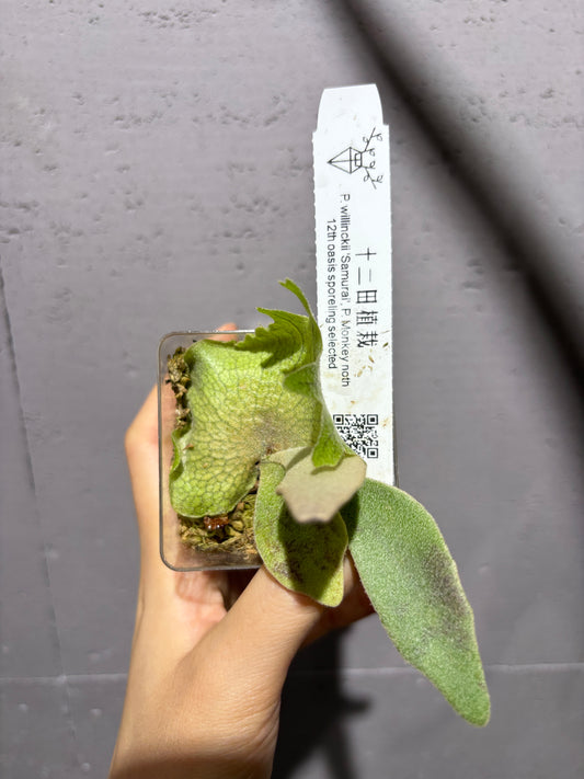 十二田孢子苗 P.willinckii ‘Samura’, P. Monkey Noth 12th oasis sporeling