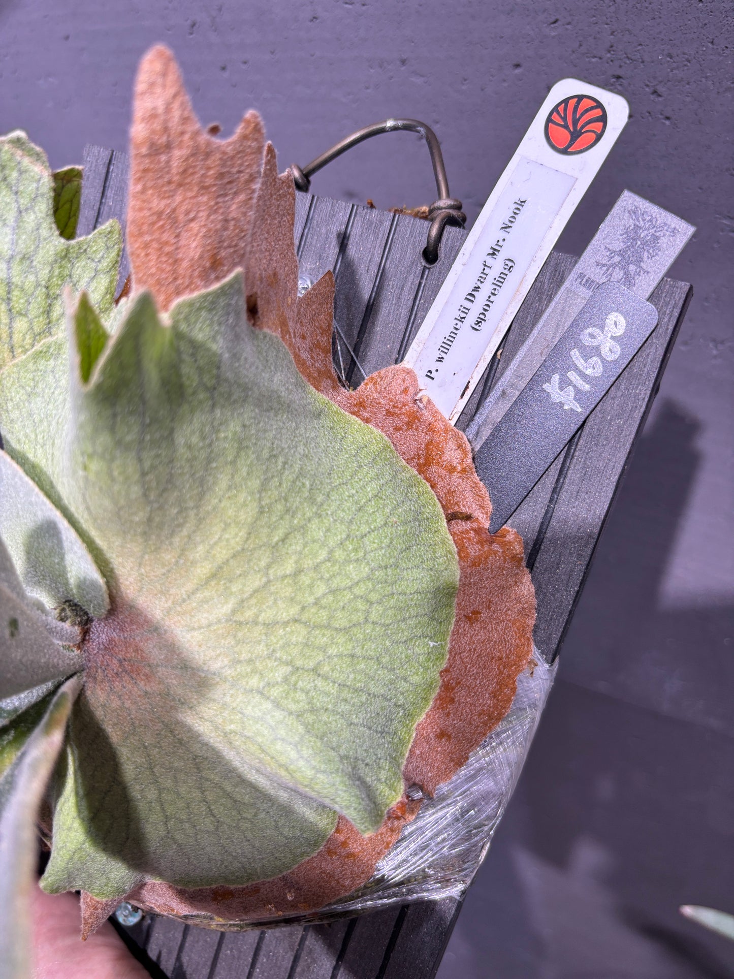 爪哇鹿角蕨 P. willinckii Dwarf Mr. Nook sporeling