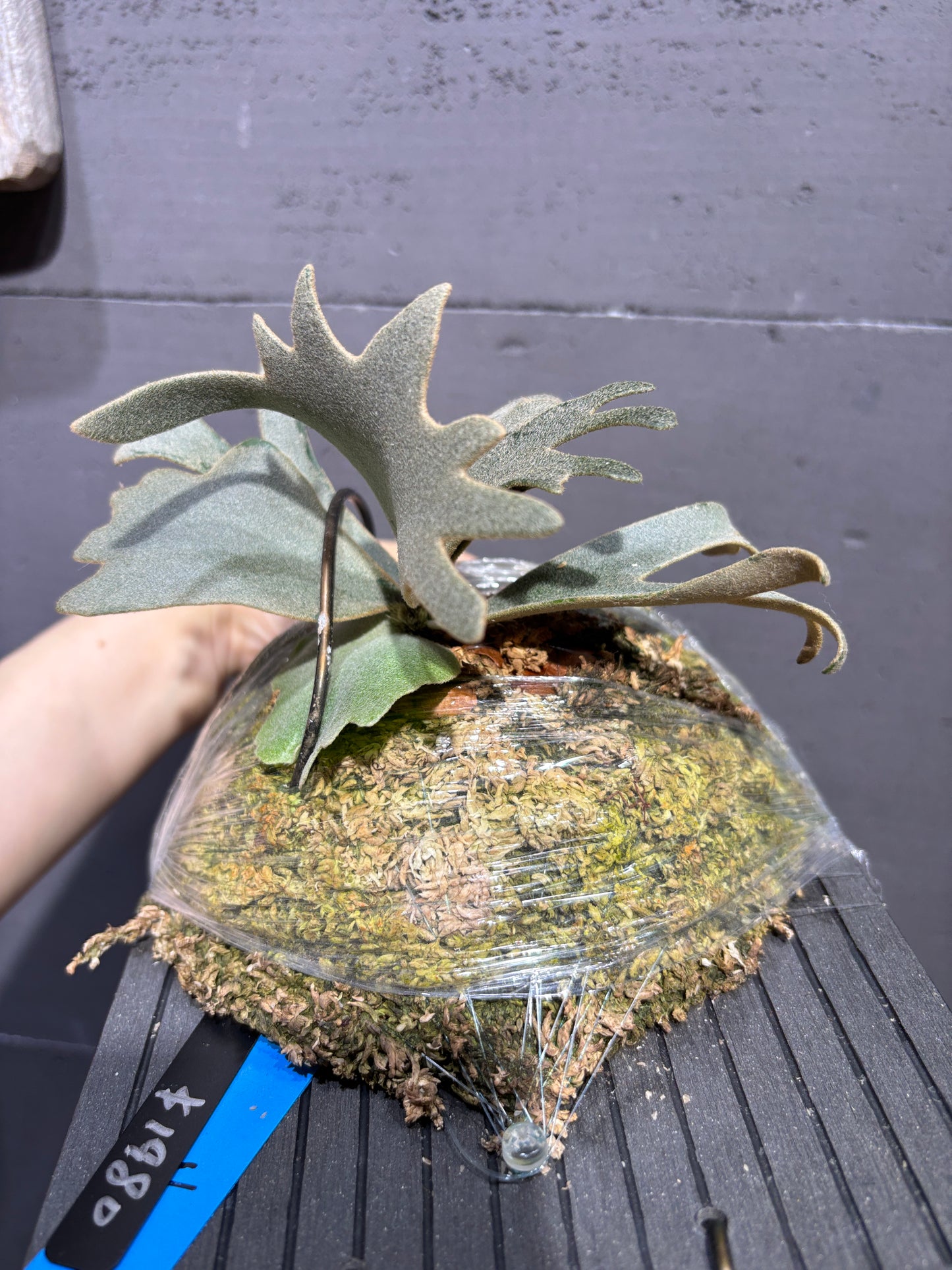 P.willinckii Nano sporeling