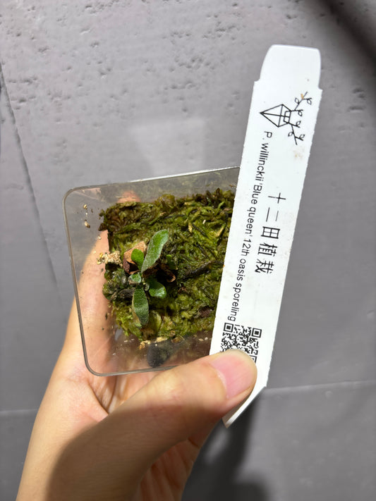 十二田孢子苗 P.willinckii ‘Bali queen’ 12th oasis sporeling