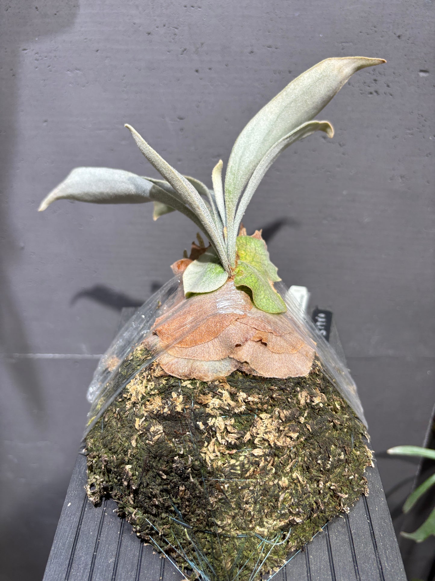 P. Veitchii cv. Auburn River, P. willinckii Kheer Miang Series Sporeling