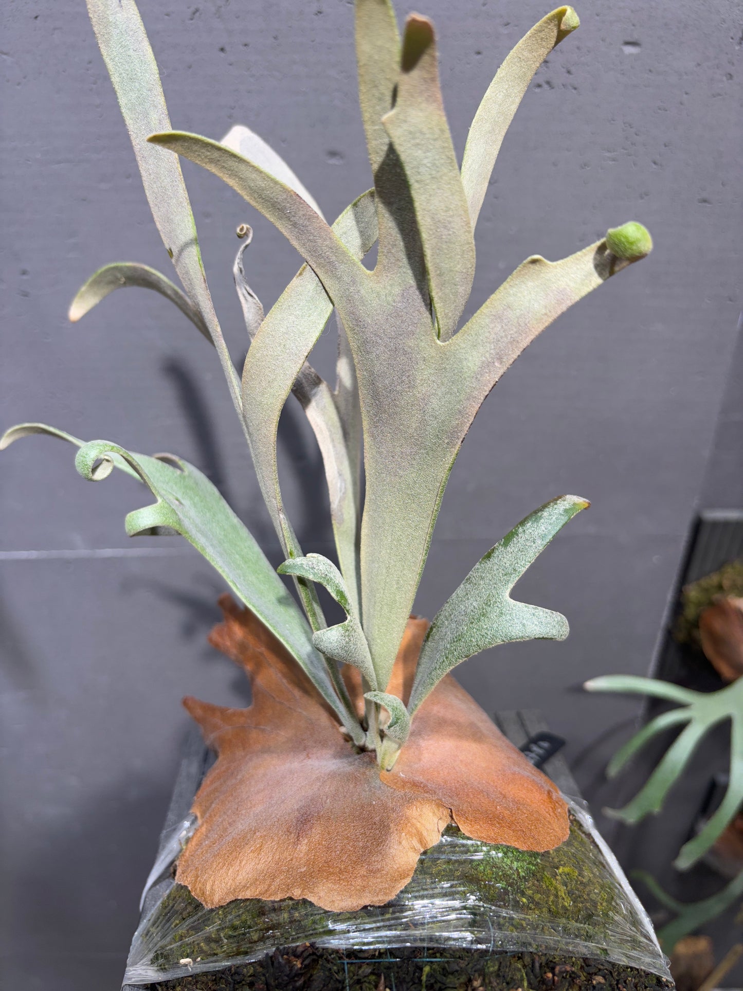P. willinckii cv. Silvery dwarf Sporeling