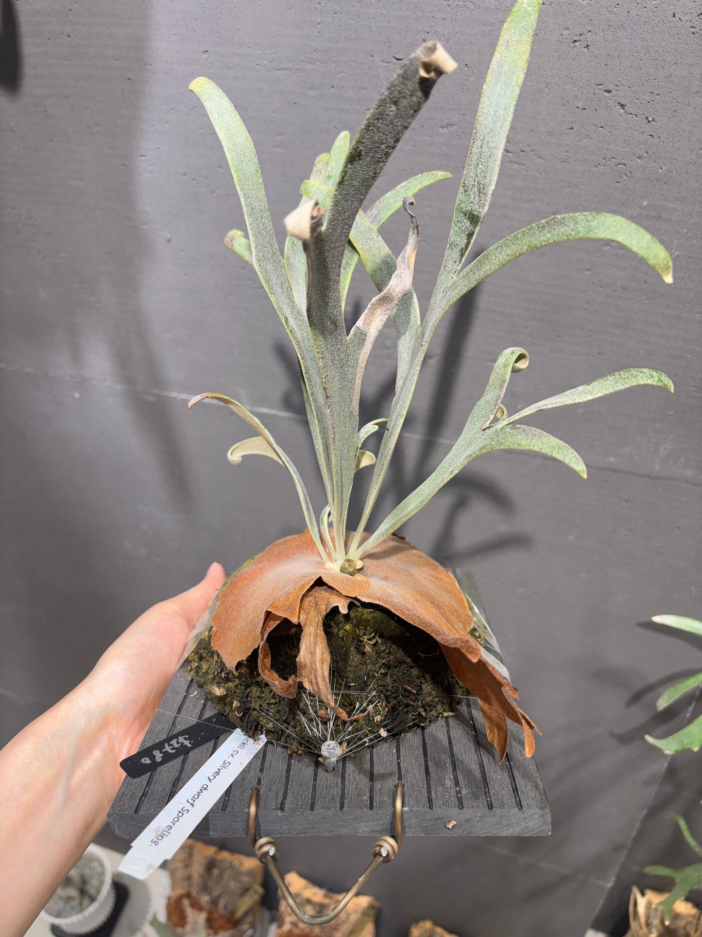 P. willinckii cv. Silvery dwarf Sporeling