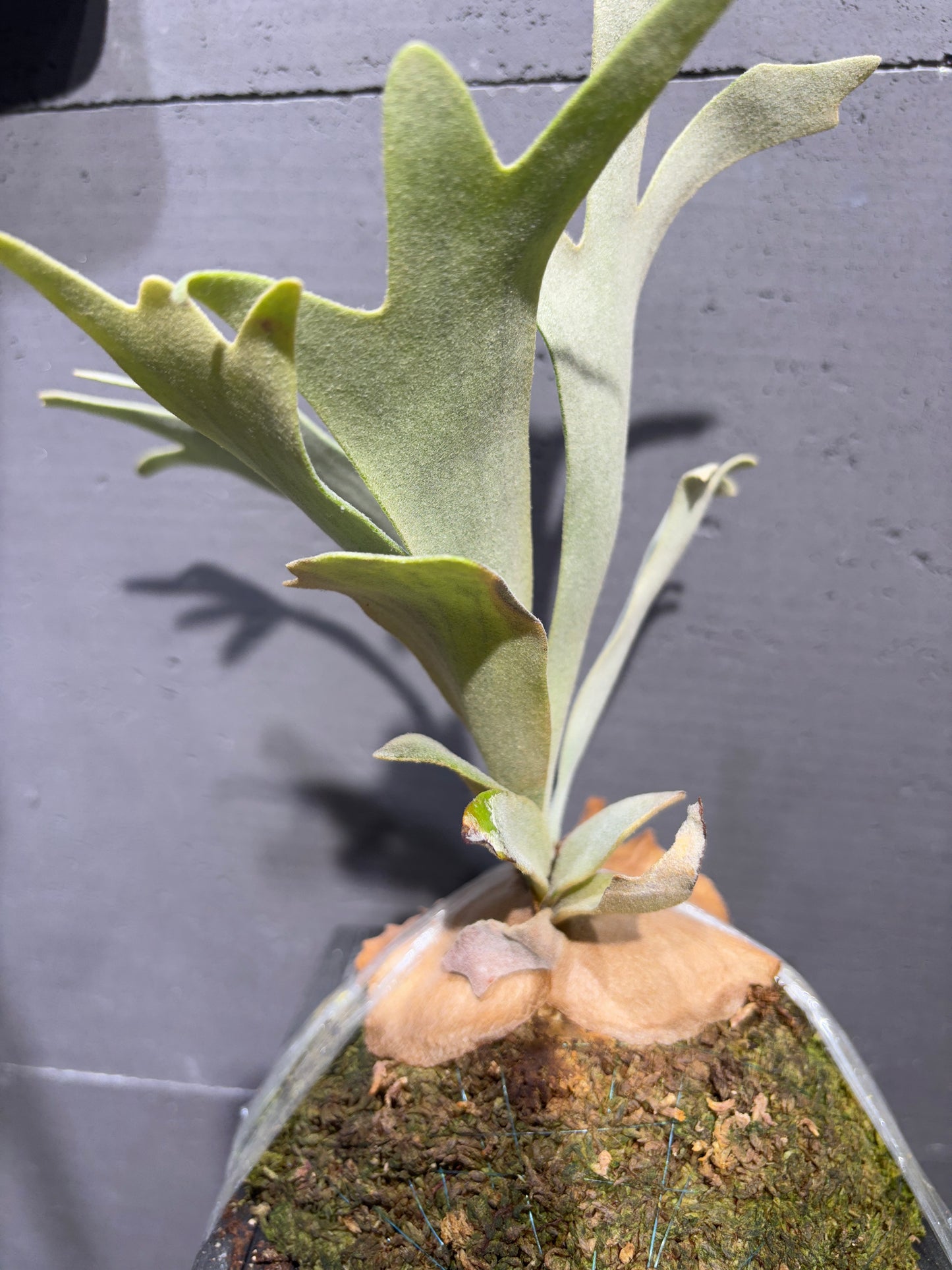 P. willinckii Tuckii #1