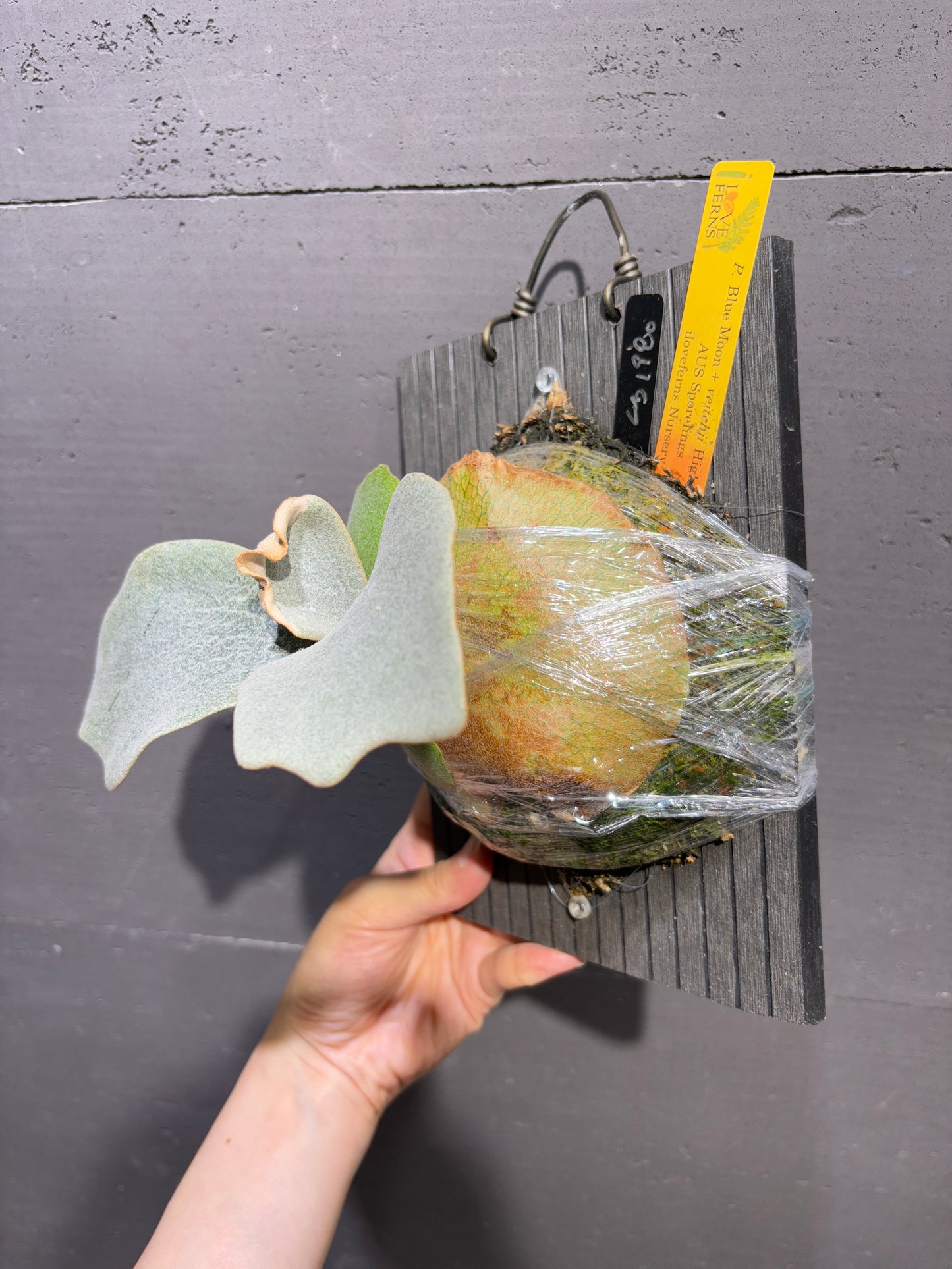 P. Blue Moon + veitchii Higher Finger AUS Sporeling